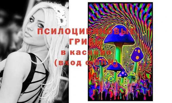 прущие грибы Аркадак