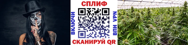 Марихуана планчик  наркошоп  Бабушкин 